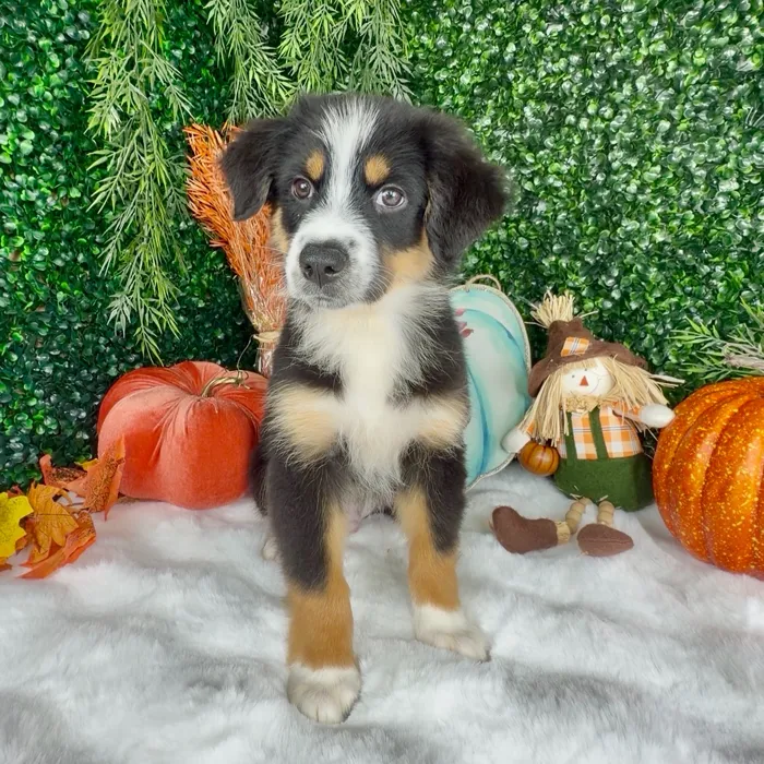 Unknown Mini Aussie puppy named Rusty for sale at Puppy Dreams - Denton.
