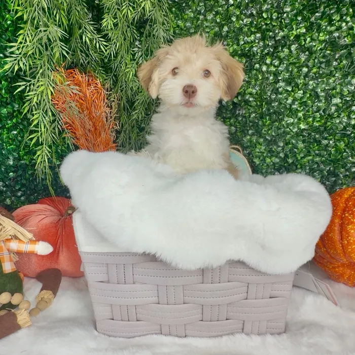 Male Havanese puppy named Biscoff for sale at Puppy Dreams - Denton.