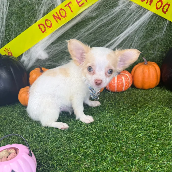 Male Chihuahua puppy named Alfie for sale at Puppy Dreams - Arlington.