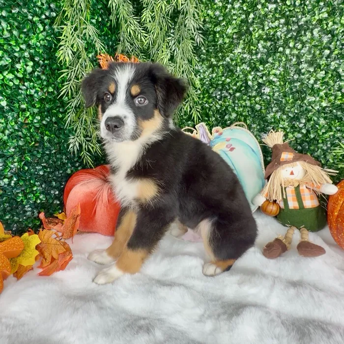 Unknown Mini Aussie puppy named Rusty for sale at Puppy Dreams - Denton.