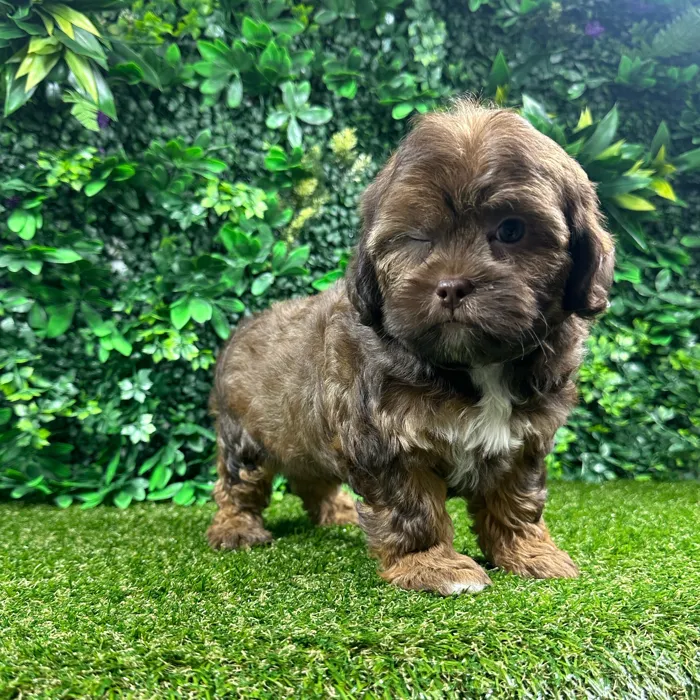 Male Shipoo puppy named Eloise for sale at Puppy Dreams - Parks Mall.
