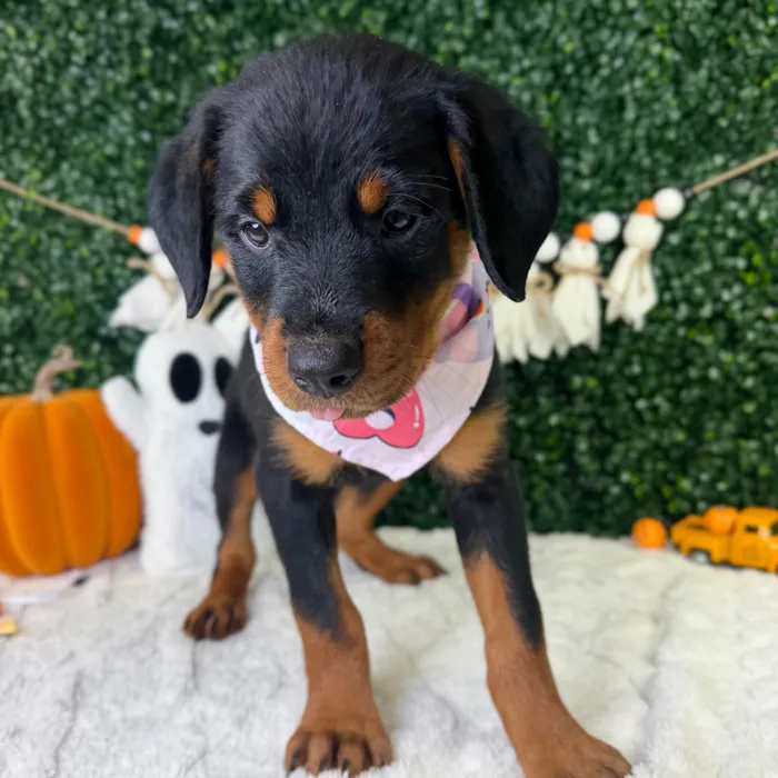 Female Rottweiler puppy named Rosie for sale at Puppy Dreams - Garland.