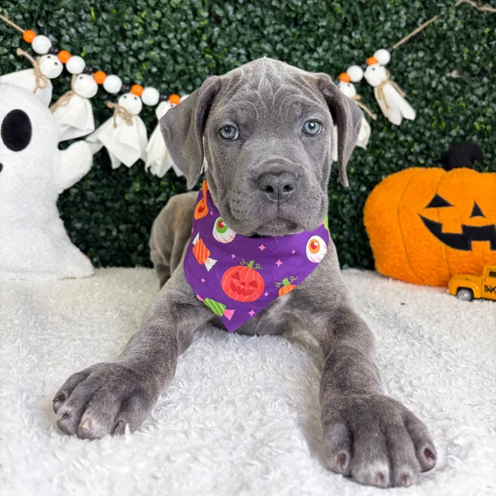 Female Cane Corso puppy named Twilight for sale at Puppy Dreams - Garland.