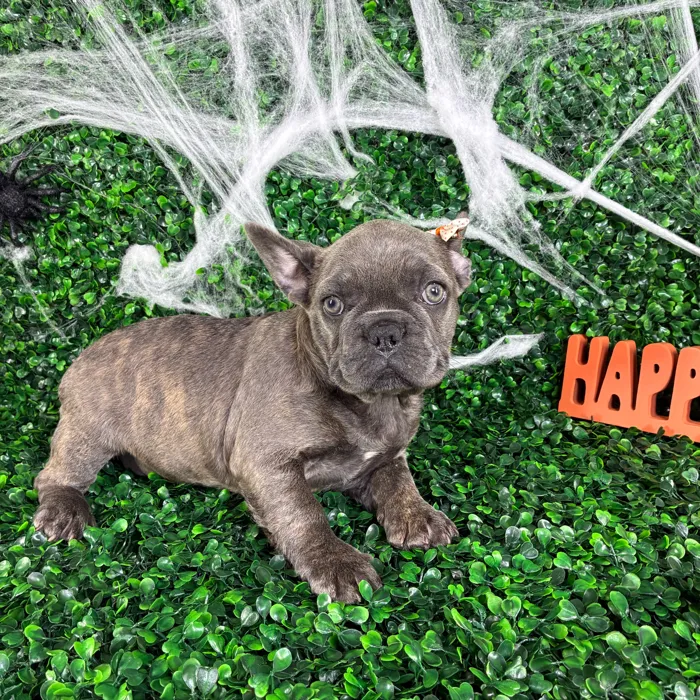 Female French Bulldog puppy named Olive for sale at Puppy Dreams - North Richland Hills.