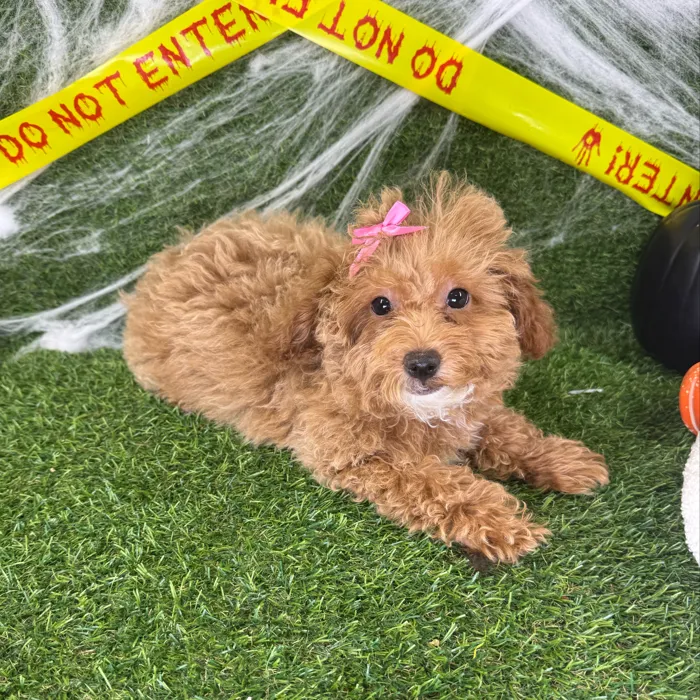 Female Mini Poodle puppy named Piper for sale at Puppy Dreams - Arlington.