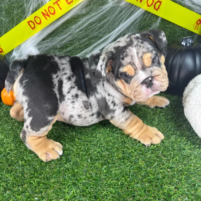 Male English Bulldog puppy named Chunks for sale at Puppy Dreams - Arlington.