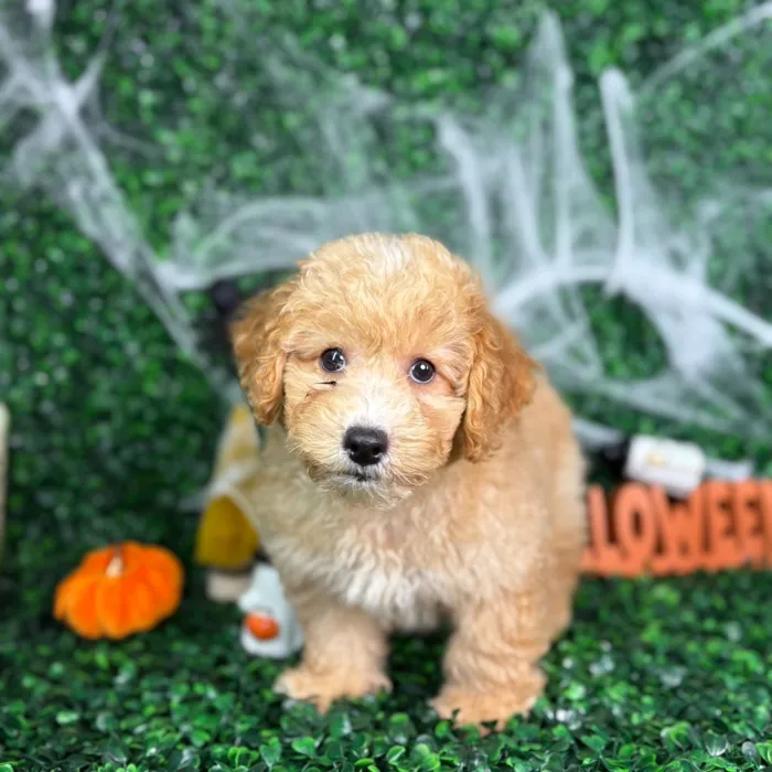 Male Bichon-Poodle puppy named Bentley for sale at Puppy Dreams - North Richland Hills.