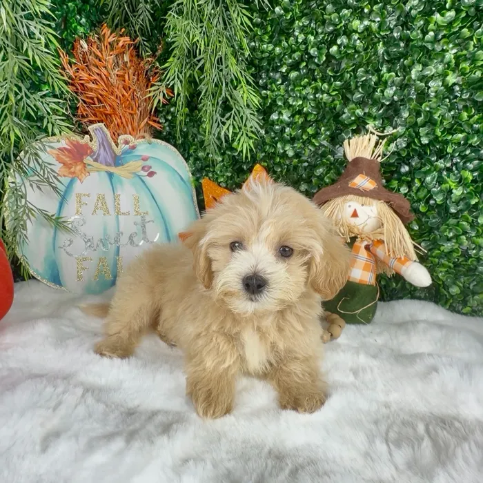 Female Maltipoo puppy named Spice for sale at Puppy Dreams - Denton.