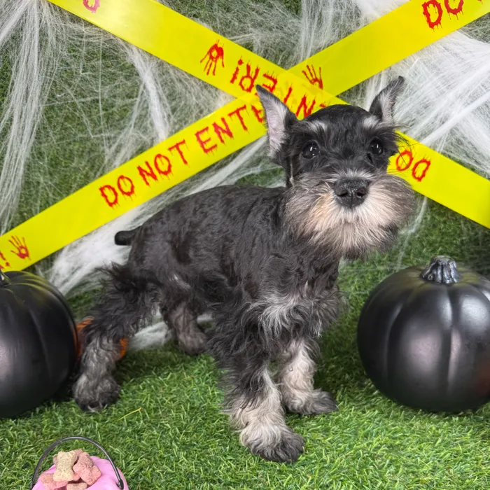 Male Mini Schnauzer puppy named Patch for sale at Puppy Dreams - Arlington.