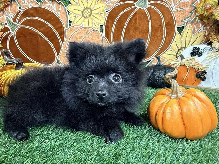 Male Pomeranian puppy named Cosmo for sale at Puppy Dreams - Carrollton.