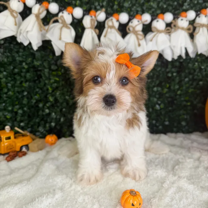 Female Yorkie puppy named Skye for sale at Puppy Dreams - Garland.