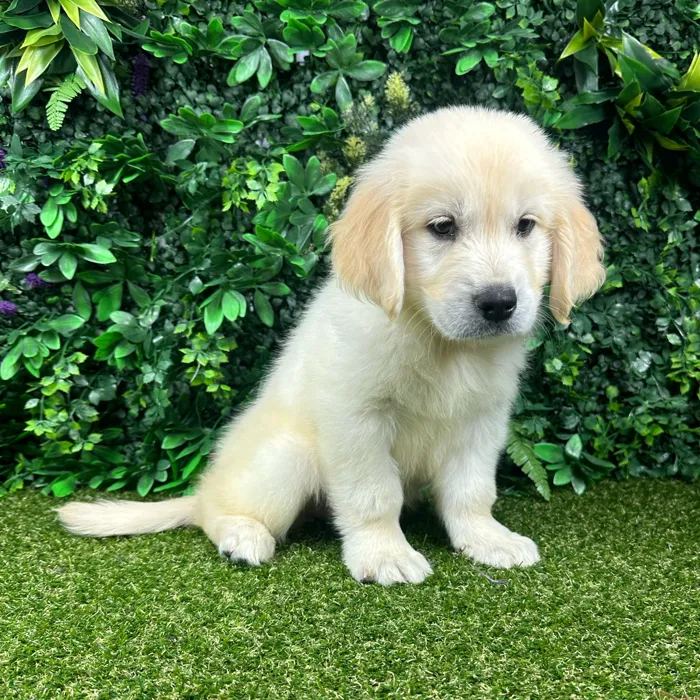 Male Golden Retriever puppy named Titan for sale at Puppy Dreams - Parks Mall.