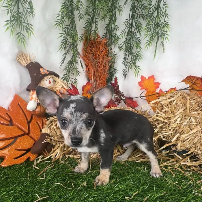 Male Chihuahua puppy named Tesla for sale at Puppy Dreams - Denton.