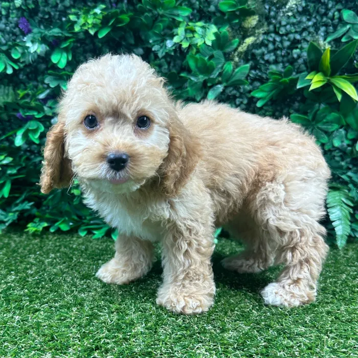 Female Cockapoo puppy named Stella for sale at Puppy Dreams - Parks Mall.