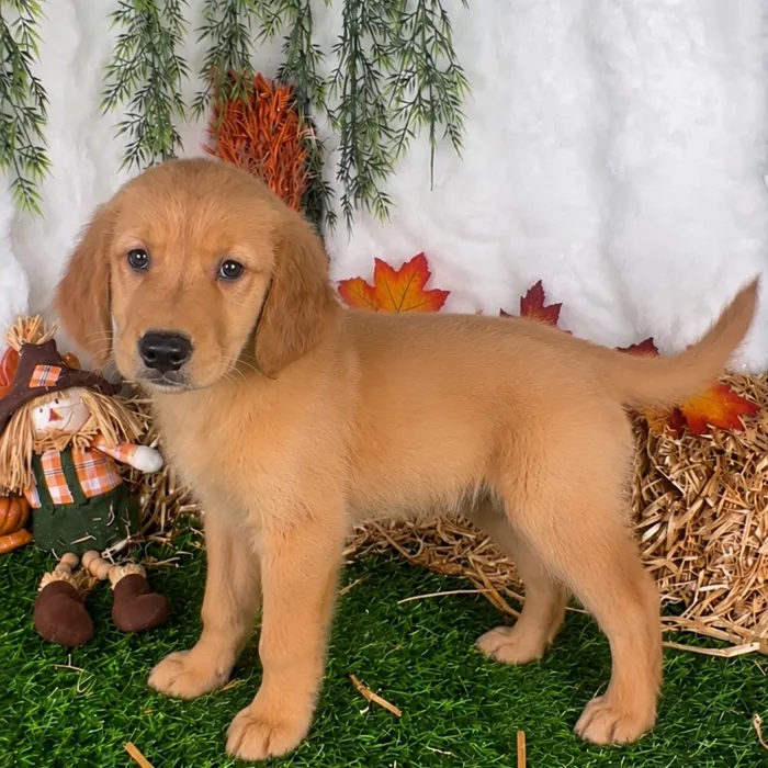 Female Golden Retriever puppy named Cadillac for sale at Puppy Dreams - Denton.