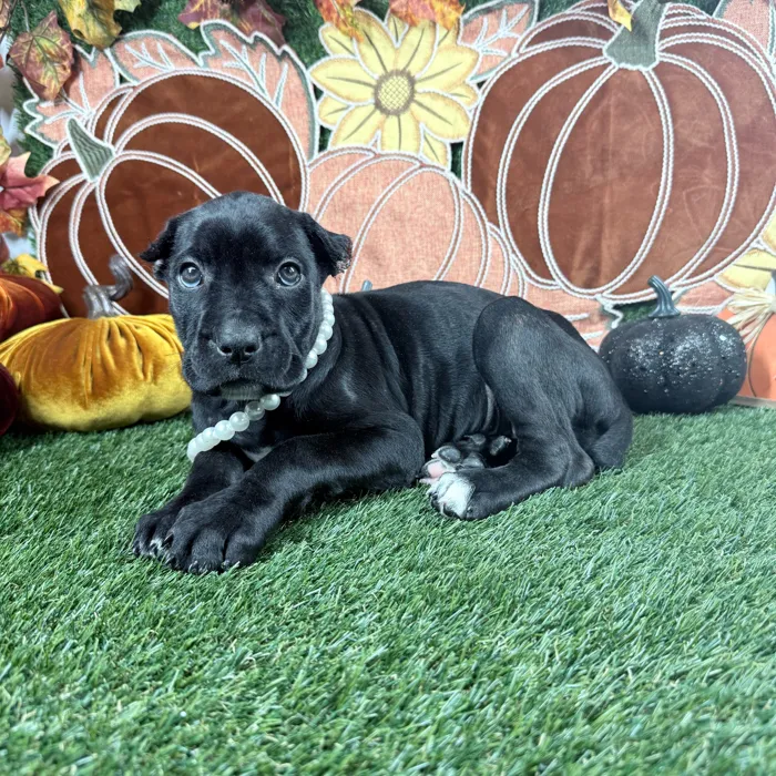 Female Cane Corso puppy named Delta for sale at Puppy Dreams - Carrollton.
