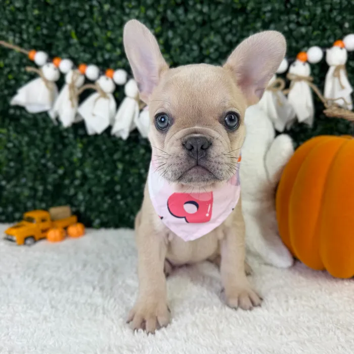 Female French Bulldog puppy named Snow for sale at Puppy Dreams - Garland.