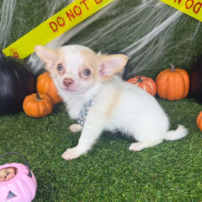 Male Chihuahua puppy named Alfie for sale at Puppy Dreams - Arlington.