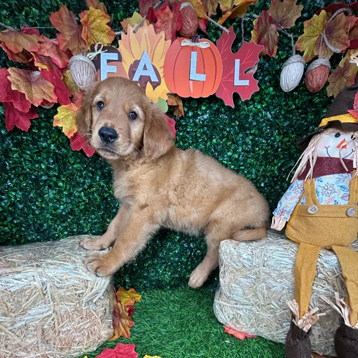 Male Golden Retriever puppy named Bachata for sale at Puppy Dreams - Mansfield.