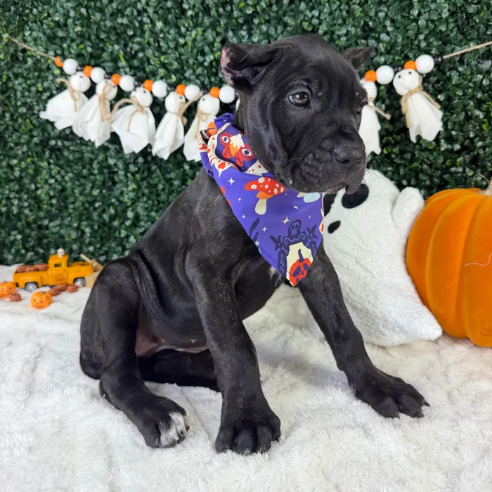 Female Cane Corso puppy named Amour for sale at Puppy Dreams - Garland.