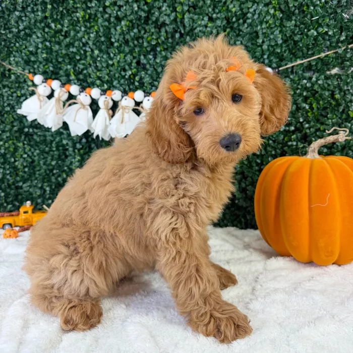 Female Mini Goldendoodle puppy named Nemi for sale at Puppy Dreams - Garland.