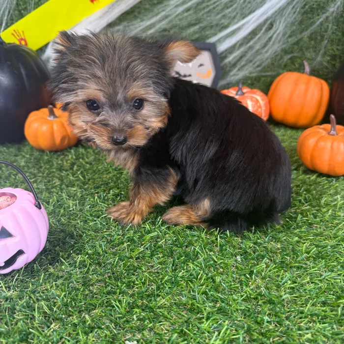 Female Yorkie puppy named Ellie for sale at Puppy Dreams - Arlington.