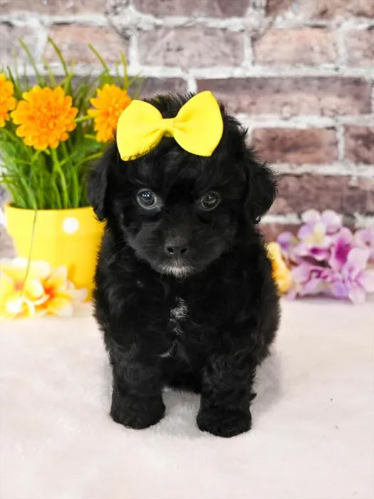 Female Cockapoo puppy for sale at Puppy Dreams - Arlington.