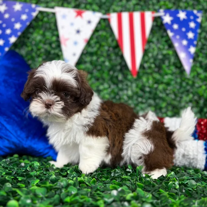 Male Shih Tzu puppy named Shorty for sale at Puppy Dreams - North Richland Hills.
