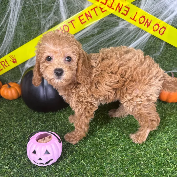 Male Mini Goldendoodle puppy named Loki for sale at Puppy Dreams - Arlington.