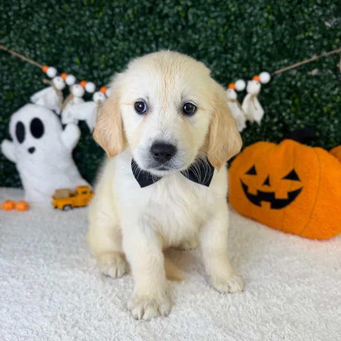Male Golden Retriever puppy named Rocky for sale at Puppy Dreams - Garland.
