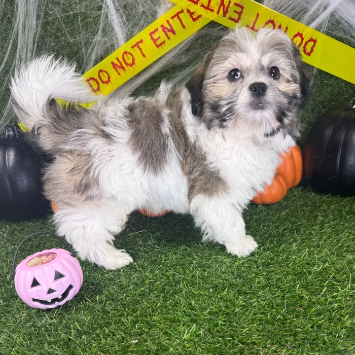 Male Teddy Bear puppy named Willow for sale at Puppy Dreams - Parks Mall.