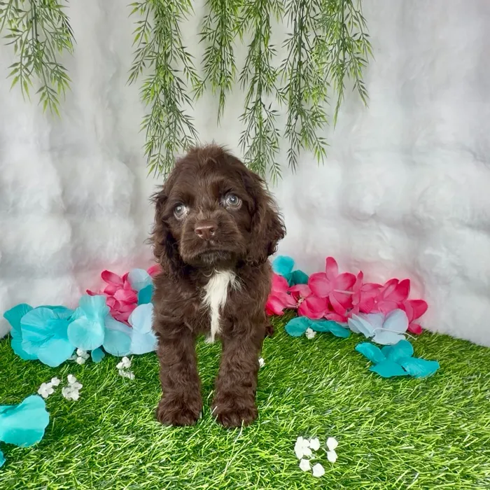 Male Cocker Spaniel puppy named Pudding for sale at Puppy Dreams - Denton.
