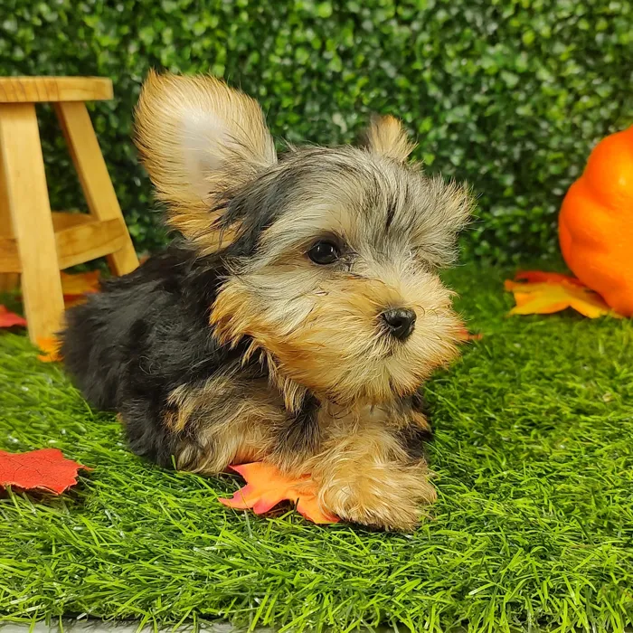 Male Yorkie puppy named *Pippin* for sale at Puppy Dreams - Mansfield.