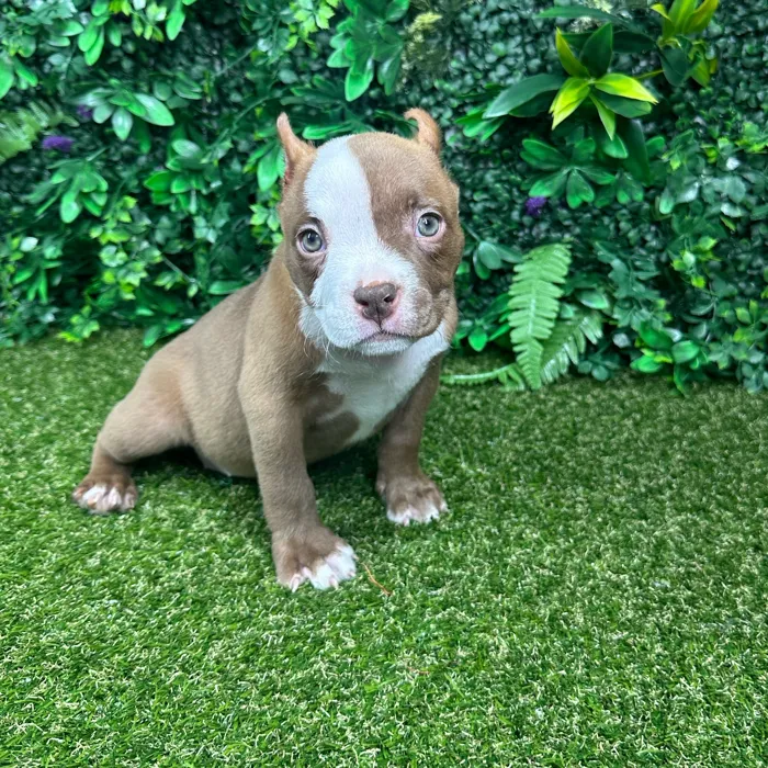 Female American Bully puppy named Maria for sale at Puppy Dreams - Parks Mall.