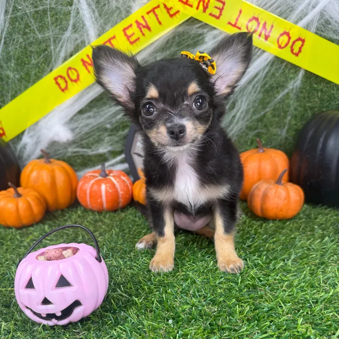 Female Chihuahua puppy named Samara for sale at Puppy Dreams - Mansfield.