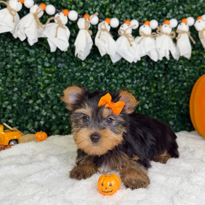 Female Yorkie puppy named Gia for sale at Puppy Dreams - Garland.
