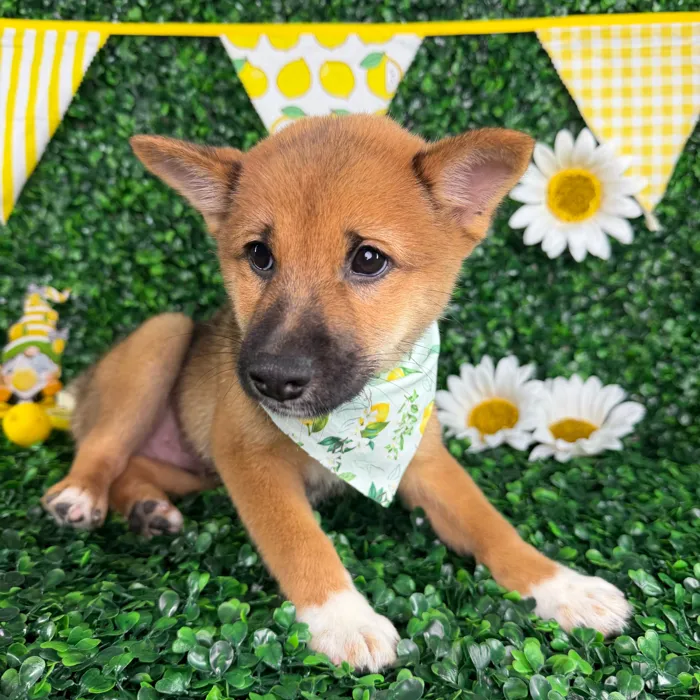 Male Shiba Inu puppy named Kai for sale at Puppy Dreams - North Richland Hills.