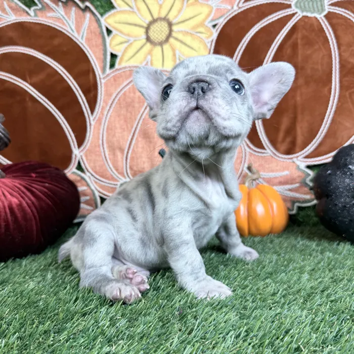 Male French Bulldog puppy named Rocco for sale at Puppy Dreams - Carrollton.