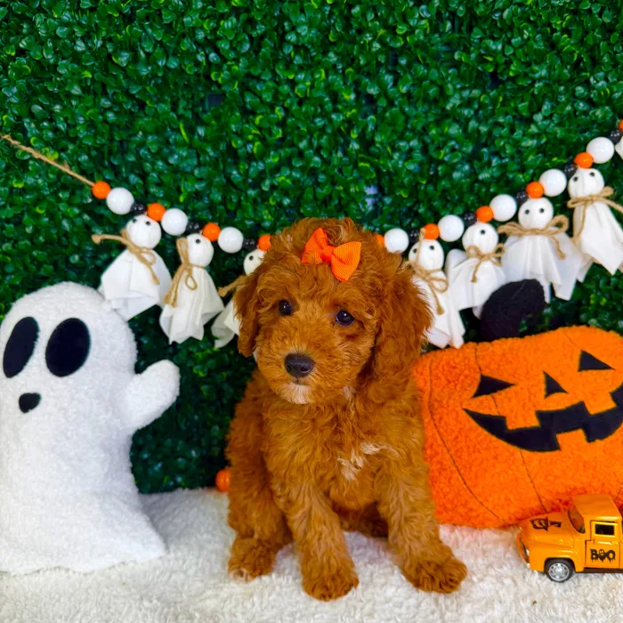 Female Mini Poodle puppy named Treat for sale at Puppy Dreams - Garland.