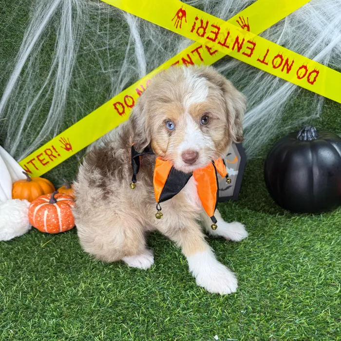 Male Mini Aussiedoodle puppy named Fang for sale at Puppy Dreams - Arlington.