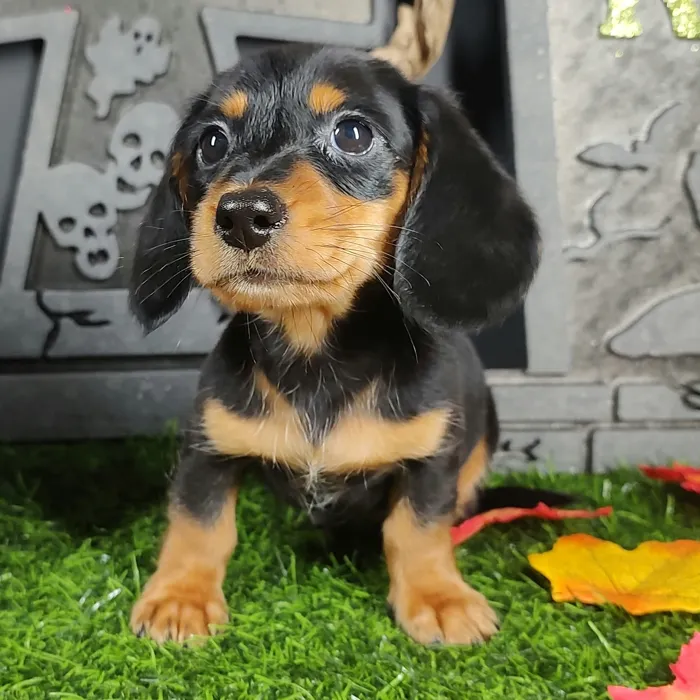 Male Dachshund puppy named Freddy for sale at Puppy Dreams - Mansfield.