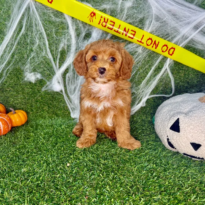Male Cavapoo puppy named Teddy for sale at Puppy Dreams - Arlington.