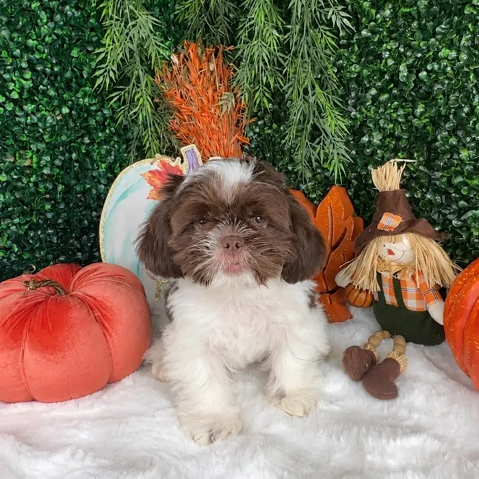 Male Shih Tzu puppy named Mazda for sale at Puppy Dreams - Denton.