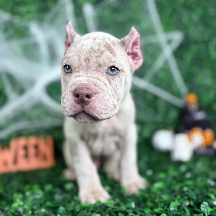 Male American Bully puppy named Atlas for sale at Puppy Dreams - North Richland Hills.