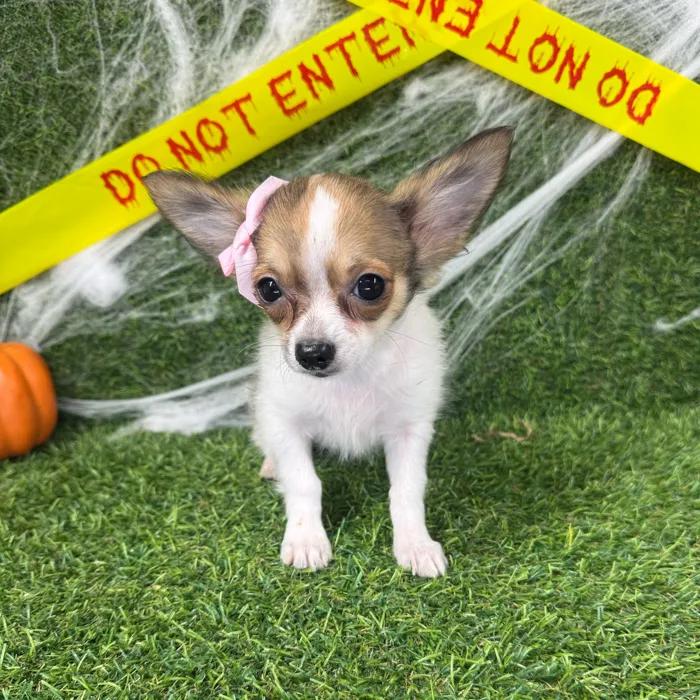 Female Chihuahua puppy named Cheryl for sale at Puppy Dreams - Arlington.
