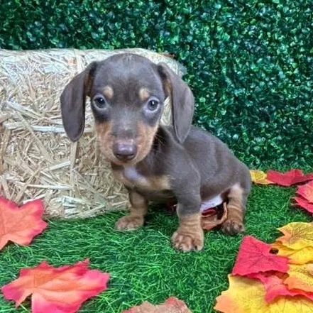 Male Dachshund puppy named Doritos for sale at Puppy Dreams - Mansfield.