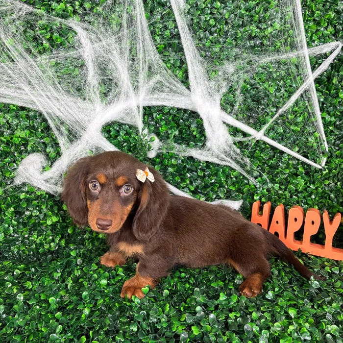 Female Dachshund puppy named Connie for sale at Puppy Dreams - North Richland Hills.