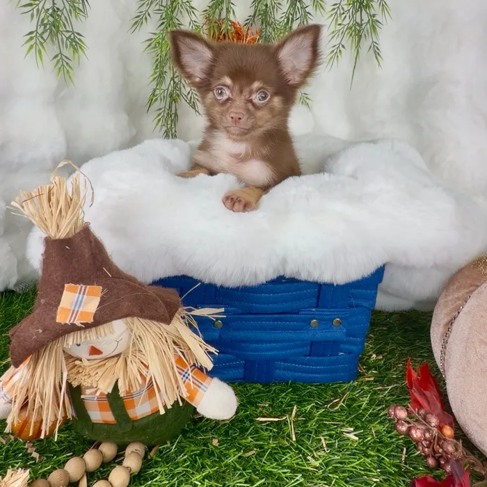 Male Chihuahua puppy named Rupert for sale at Puppy Dreams - Denton.
