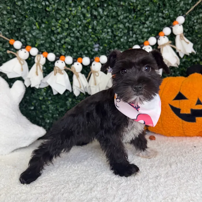 Female Mini Schnauzer puppy named Dahlia for sale at Puppy Dreams - Garland.