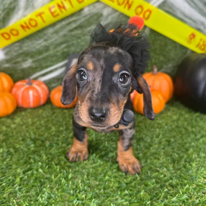 Male Dachshund puppy named Milo for sale at Puppy Dreams - Arlington.